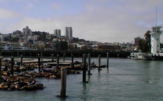 Sea Lions at Fishermans' Wharf